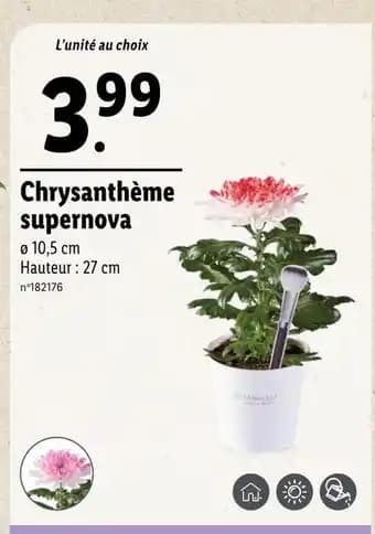 Promotion Exclusives de 1
Chrysanthème : Découvrez l'Offre incontournable
