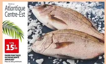 Pagre Point Bleu ou Pagre Denté Anglais