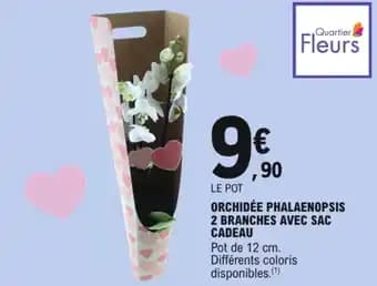 Promotion Exclusives de 8
Phalaenopsis : Découvrez l'Offre incontournable