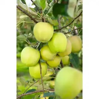 Promotion Exclusives de 3
Fruitier : Découvrez l'Offre incontournable