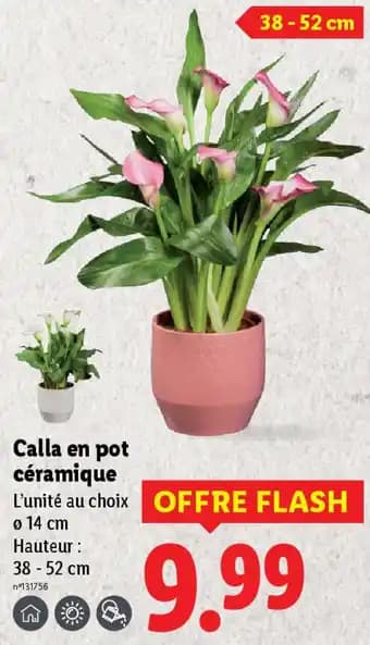 Promotion Exclusives de 59
En pot : Découvrez l'Offre incontournable