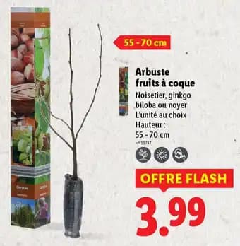 Arbuste fruits à coque 55 - 70 cm