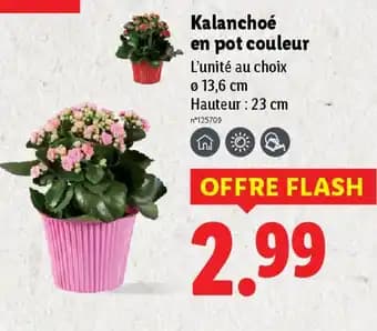 Kalanchoé en pot couleur Ø13.6 cm