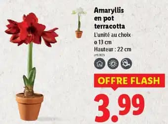 Amaryllis en pot terracotta 22 cm