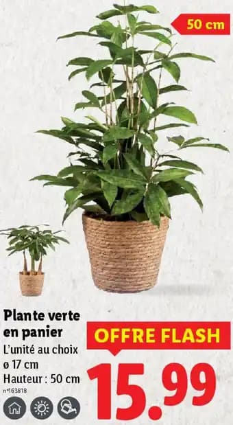 Plante verte en panier 50 cm
