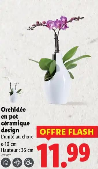 Orchidée en pot céramique design 36 cm
