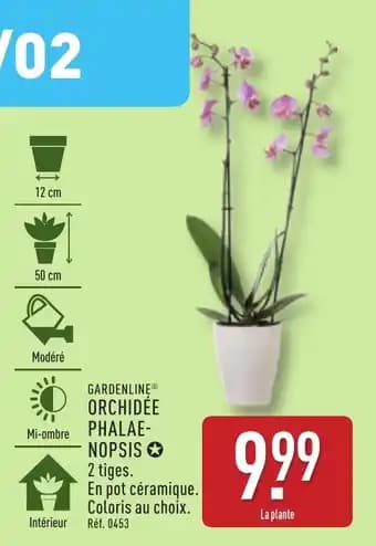 GARDENLINE® Orchidée phalae- nopsis
