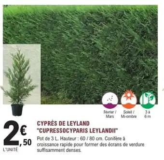 Promotion Exclusives de 4
Cyprès : Découvrez l'Offre incontournable