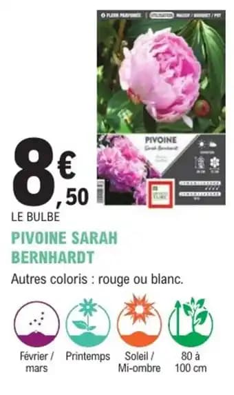 Promotion Exclusives de 2
Pivoine : Découvrez l'Offre incontournable