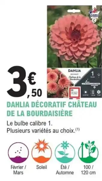 Dahlia décoratif château de la bourdaisière