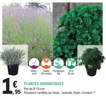 Promotion Exclusives de 7
Plantes aromatiques : Découvrez l'Offre incontournable
