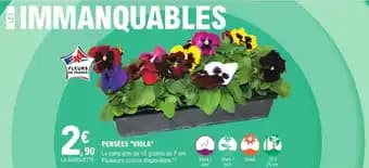 Promotion Exclusives de 2
Pensées : Découvrez l'Offre incontournable