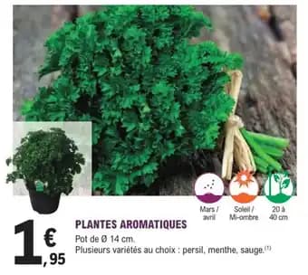 Plantes aromatiques