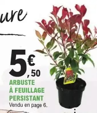 Arbuste à feuillage persistant