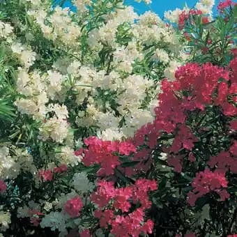 Promotion Exclusives de 2
            
        
        Laurier rose : Découvrez l'Offre incontournable