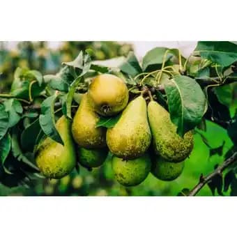 Promotion Exclusives de 13
            
        
        Fruitier : Découvrez l'Offre incontournable