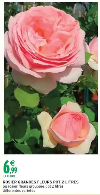 Rosier grandes fleurs 2 litres