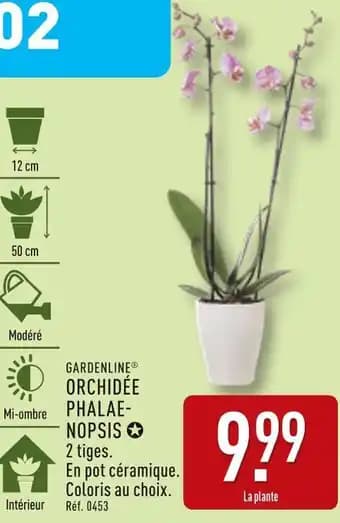 GARDENLINE Orchidée phalaenopsis