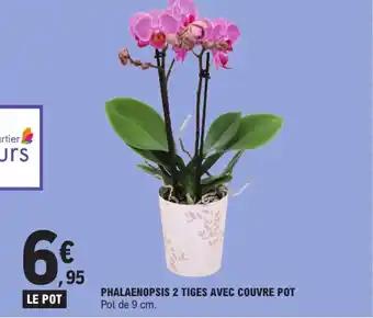 Promotion Exclusives de 4
Phalaenopsis : Découvrez l'Offre incontournable