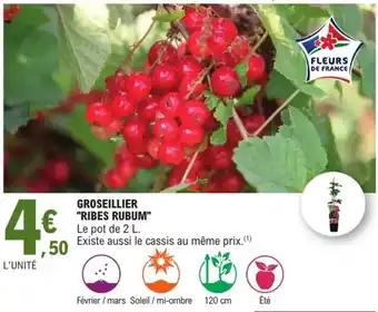Groseillier "ribes rubum"