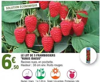 Le lot de 5 framboisiers "rubus idaeus"