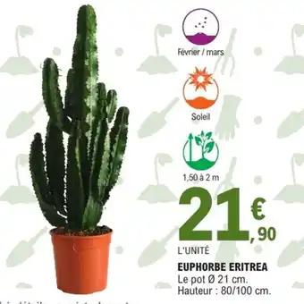 Euphorbe eritrea