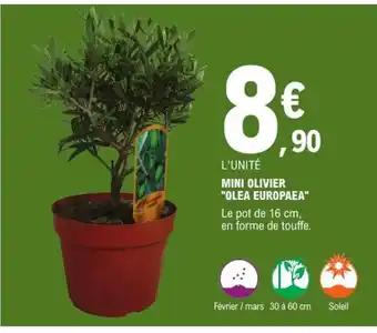 Mini olivier "olea europaea"