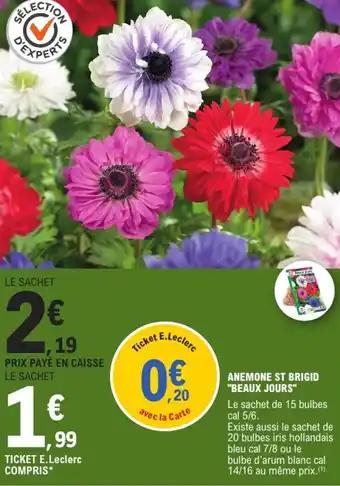 Anemone st brigid "beaux jours"