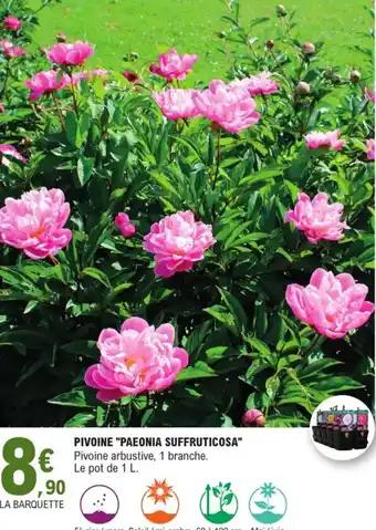 Promotion Exclusives de 5
Pivoine : Découvrez l'Offre incontournable