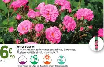 Promotion Exclusives de 7
Rosier buisson : Découvrez l'Offre incontournable