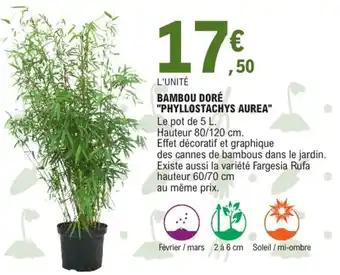 Bambou doré "phyllostachys aurea"