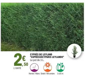 Promotion Exclusives de 4
Cyprès de leyland : Découvrez l'Offre incontournable