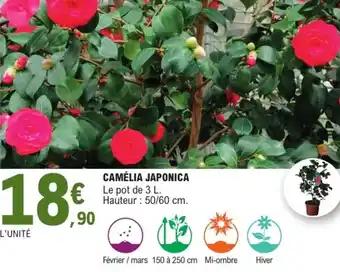 Promotion Exclusives de 10
Camélia : Découvrez l'Offre incontournable