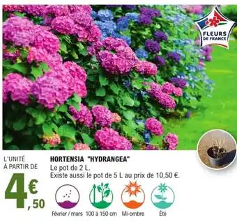 Hortensia "hydrangea"