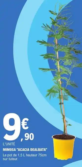 Mimosa "acacia dealbata"