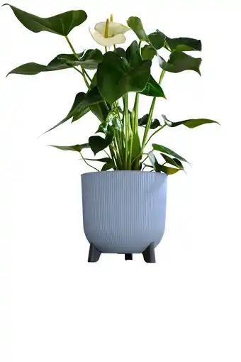 Promotion Exclusives de 16
Pieds : Découvrez l'Offre incontournable