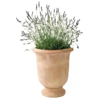 Promotion Exclusives de 14
Vase : Découvrez l'Offre incontournable