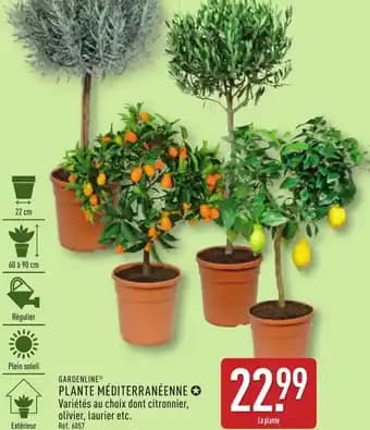 Promotion Exclusives de 26
            
        
        Plante : Découvrez l'Offre incontournable