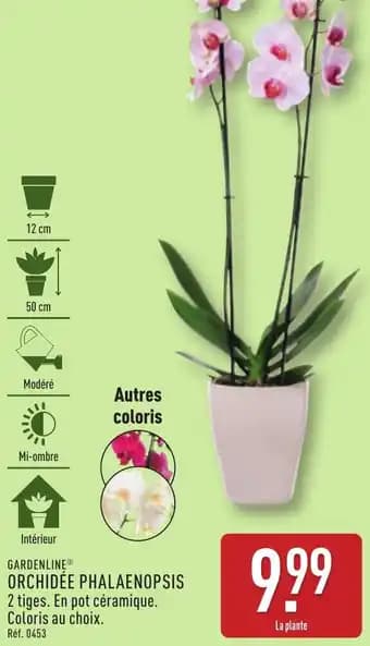 Promotion Exclusives de 6
            
        
        Phalaenopsis : Découvrez l'Offre incontournable