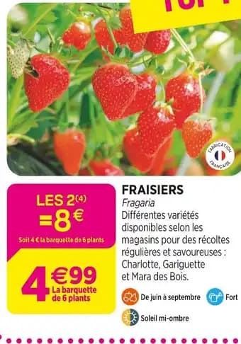 Promotion Exclusives de 10
Fraisiers : Découvrez l'Offre incontournable