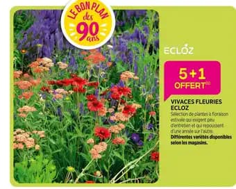 Promotion Exclusives de 14
Vivaces : Découvrez l'Offre incontournable