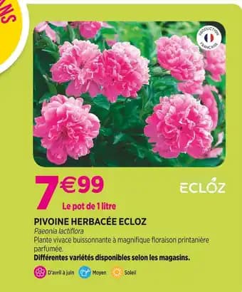 Promotion Exclusives de 3
Pivoine : Découvrez l'Offre incontournable