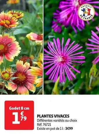 Promotion Exclusives de 10
Plantes vivaces : Découvrez l'Offre incontournable
