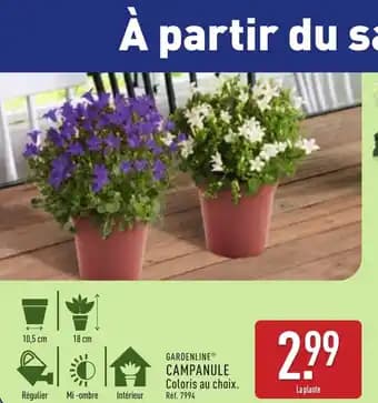 Promotion Exclusives de 3
Campanule : Découvrez l'Offre incontournable