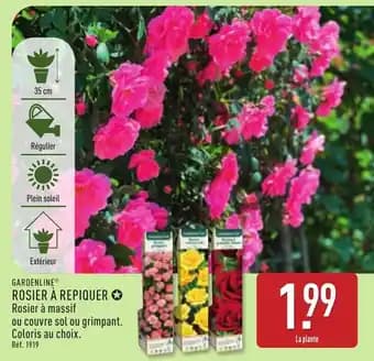GARDENLINE® Rosier à repiquer