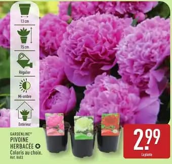 Promotion Exclusives de 4
Pivoine : Découvrez l'Offre incontournable