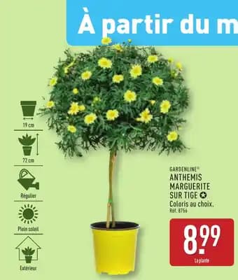 Promotion Exclusives de 1
Marguerite sur tige : Découvrez l'Offre incontournable