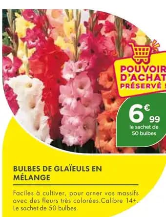 Promotion Exclusives de 20
            
        
        Bulbes : Découvrez l'Offre incontournable