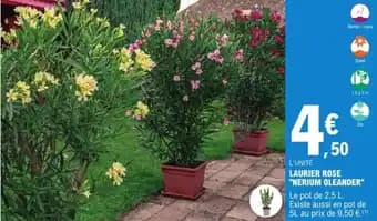 Laurier rose "nerium oleander"