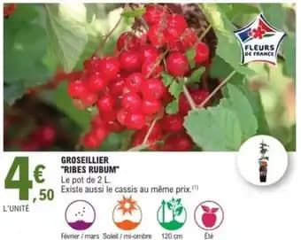 Groseillier "ribes rubum"